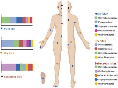 The Human Skin Microbiome in Selected Cutaneous Diseases